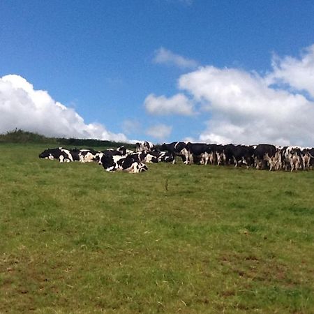North Hollacombe Farm Crediton Esterno foto